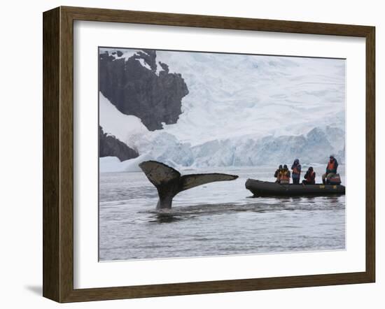 Visitors Get Close-up View of Humpback Whales in Cierva Cove, Gerlache Strait, Antarctic Peninsula-Hugh Rose-Framed Photographic Print