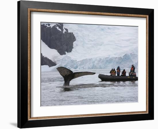 Visitors Get Close-up View of Humpback Whales in Cierva Cove, Gerlache Strait, Antarctic Peninsula-Hugh Rose-Framed Photographic Print