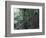 Visitors on Suspension Bridge Through Forest Canopy, Monteverde Cloud Forest, Costa Rica-Scott T. Smith-Framed Photographic Print