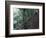 Visitors on Suspension Bridge Through Forest Canopy, Monteverde Cloud Forest, Costa Rica-Scott T. Smith-Framed Photographic Print