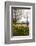 Visitors Walking Along the Serpentine with Daffodils in the Foreground, Hyde Park, London-Charlie Harding-Framed Photographic Print