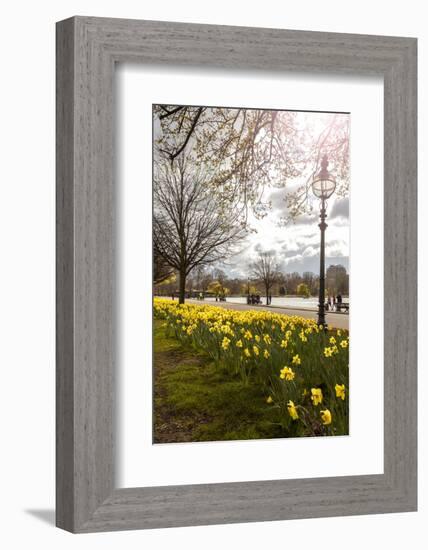 Visitors Walking Along the Serpentine with Daffodils in the Foreground, Hyde Park, London-Charlie Harding-Framed Photographic Print