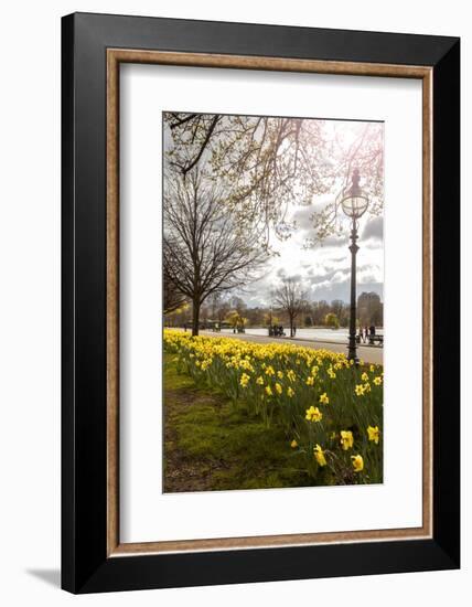 Visitors Walking Along the Serpentine with Daffodils in the Foreground, Hyde Park, London-Charlie Harding-Framed Photographic Print