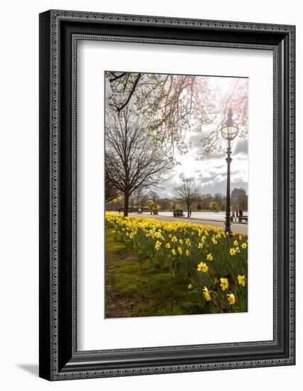 Visitors Walking Along the Serpentine with Daffodils in the Foreground, Hyde Park, London-Charlie Harding-Framed Photographic Print