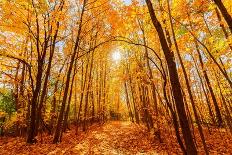 Gorgeous Inviting View of Yellow Golden Color Autumn Forest on Sunny Warm Great Day-vitaldrum-Photographic Print