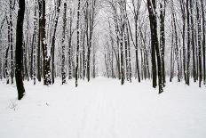 Beautiful Winter Forest and the Road-Vitaliy Pakhnyushchyy-Photographic Print