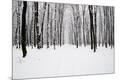 Photographic Print