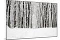 Photographic Print