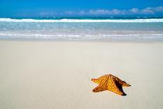 Caribbean Starfish over Sand Beach-Vitaliy Pakhnyushchyy-Framed Photographic Print