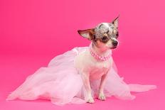 Tiny Glamour Dog With Pink Accessories Isolated-vitalytitov-Photographic Print