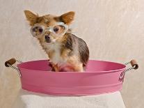 Chihuahua Puppy Taking A Bath Wearing Goggles Sitting In Pink Bathtub-vitalytitov-Photographic Print