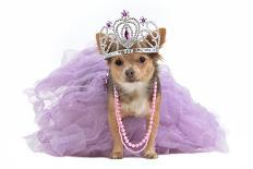 Tiny Glamour Dog With Pink Accessories Isolated-vitalytitov-Photographic Print