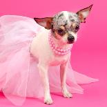 Tiny Glamour Dog With Pink Accessories Isolated-vitalytitov-Photographic Print