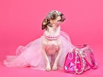 Tiny Glamour Dog With Pink Accessories Isolated-vitalytitov-Photographic Print