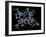 Vitamin B12 (cyanocobalamin) Molecule-Dr. Mark J.-Framed Photographic Print