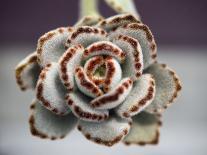 Succulent Plants Flower Cactus with Stem close Up-viteethumb studio-Photographic Print