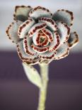 Succulent Plants Flower Cactus with Stem close Up-viteethumb studio-Photographic Print