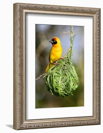 Vitelline masked weaver perched on hanging nest, Tanzania-Nick Garbutt-Framed Photographic Print