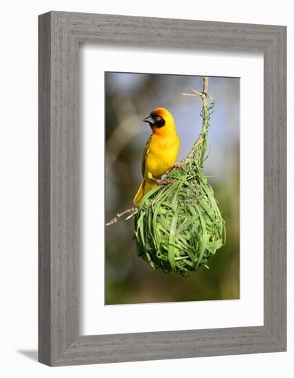 Vitelline masked weaver perched on hanging nest, Tanzania-Nick Garbutt-Framed Photographic Print