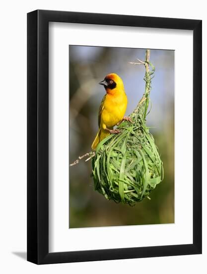 Vitelline masked weaver perched on hanging nest, Tanzania-Nick Garbutt-Framed Photographic Print