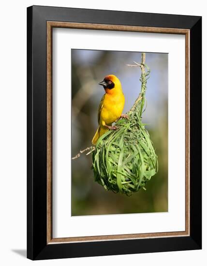 Vitelline masked weaver perched on hanging nest, Tanzania-Nick Garbutt-Framed Photographic Print