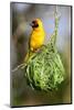 Vitelline masked weaver perched on hanging nest, Tanzania-Nick Garbutt-Mounted Photographic Print