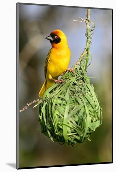 Vitelline masked weaver perched on hanging nest, Tanzania-Nick Garbutt-Mounted Photographic Print