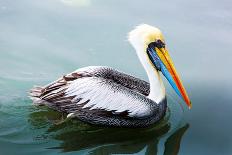 Pelicans on Ballestas Islands,Peru  South America in Paracas National Park.Flora and Fauna-vitmark-Photographic Print