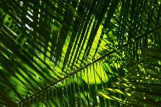 Beautiful Palm Tree Leaves Texture near the Iguazu Falls, Paran¡, Brazil-Vitor Marigo-Photographic Print
