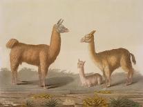 Alpaca (Left) and Vicuna (Right) Llamas, from 'Le Costume Ancien Et Moderne', Volume Ii, Plate 12,-Vittorio Raineri-Giclee Print