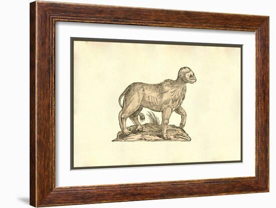 Vitulus Capite Fere Humano-Ulisse Aldrovandi-Framed Art Print