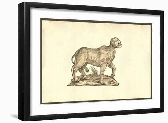 Vitulus Capite Fere Humano-Ulisse Aldrovandi-Framed Art Print