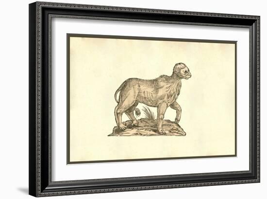 Vitulus Capite Fere Humano-Ulisse Aldrovandi-Framed Art Print