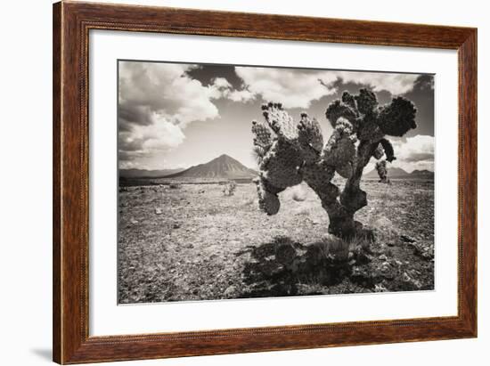 ¡Viva Mexico! B&W Collection - Cactus in the Mexican Desert II-Philippe Hugonnard-Framed Photographic Print