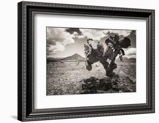 ¡Viva Mexico! B&W Collection - Cactus in the Mexican Desert II-Philippe Hugonnard-Framed Photographic Print