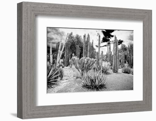 ¡Viva Mexico! B&W Collection - Cardon Cactus II-Philippe Hugonnard-Framed Photographic Print