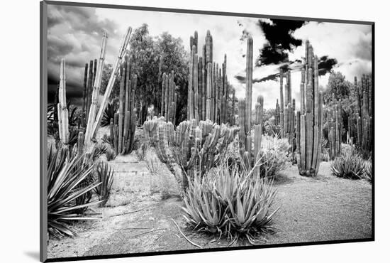 ¡Viva Mexico! B&W Collection - Cardon Cactus II-Philippe Hugonnard-Mounted Photographic Print