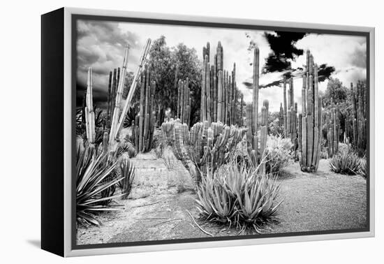 ¡Viva Mexico! B&W Collection - Cardon Cactus II-Philippe Hugonnard-Framed Premier Image Canvas