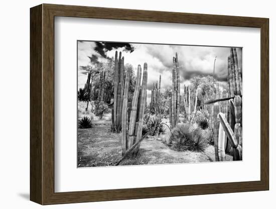 ¡Viva Mexico! B&W Collection - Cardon Cactus III-Philippe Hugonnard-Framed Photographic Print