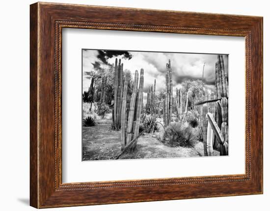 ¡Viva Mexico! B&W Collection - Cardon Cactus III-Philippe Hugonnard-Framed Photographic Print