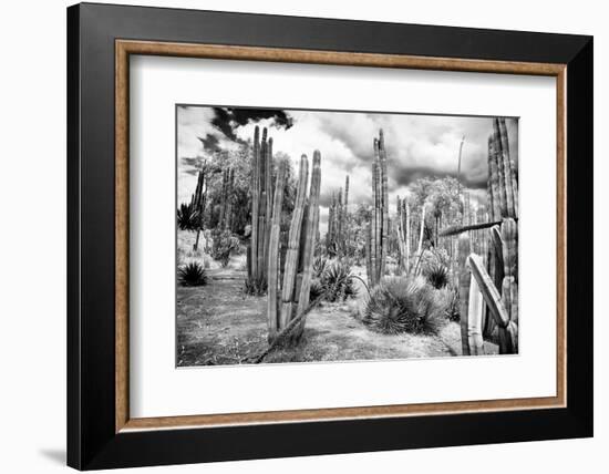 ¡Viva Mexico! B&W Collection - Cardon Cactus III-Philippe Hugonnard-Framed Photographic Print