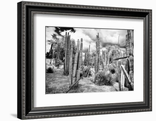 ¡Viva Mexico! B&W Collection - Cardon Cactus III-Philippe Hugonnard-Framed Photographic Print