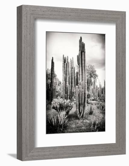 ?Viva Mexico! B&W Collection - Cardon Cactus IV-Philippe Hugonnard-Framed Photographic Print