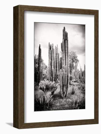 ?Viva Mexico! B&W Collection - Cardon Cactus IV-Philippe Hugonnard-Framed Photographic Print