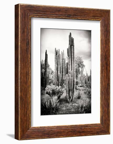 ?Viva Mexico! B&W Collection - Cardon Cactus IV-Philippe Hugonnard-Framed Photographic Print