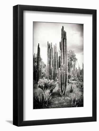 ?Viva Mexico! B&W Collection - Cardon Cactus IV-Philippe Hugonnard-Framed Photographic Print