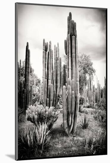 ?Viva Mexico! B&W Collection - Cardon Cactus IV-Philippe Hugonnard-Mounted Photographic Print