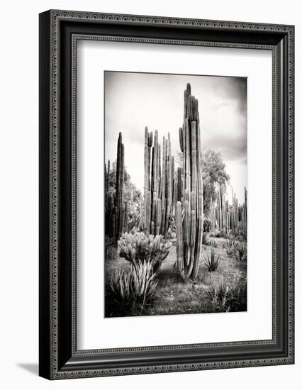 ?Viva Mexico! B&W Collection - Cardon Cactus IV-Philippe Hugonnard-Framed Photographic Print