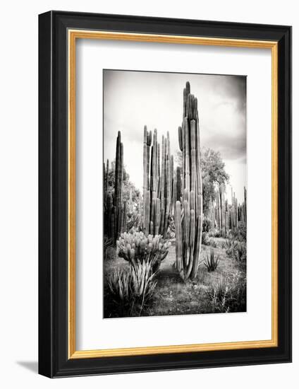 ?Viva Mexico! B&W Collection - Cardon Cactus IV-Philippe Hugonnard-Framed Photographic Print