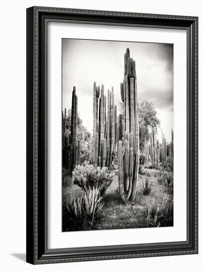 ?Viva Mexico! B&W Collection - Cardon Cactus IV-Philippe Hugonnard-Framed Photographic Print
